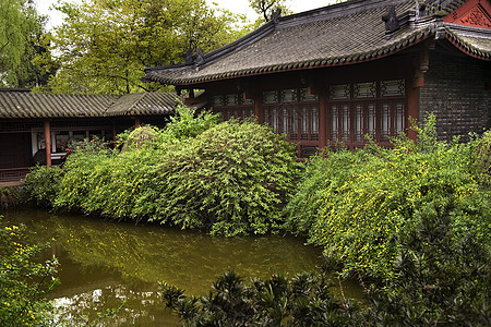 中国四川中国菜园黄色花朵图片