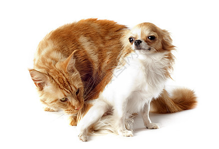 猫和吉华花白色朋友动物工作室棕色友谊宠物图片