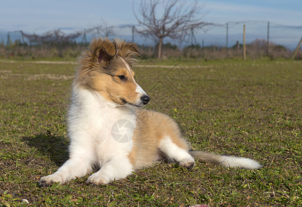 小狗沙特兰宠物牧羊犬动物黑色犬类白色婴儿图片