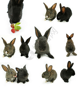 兔子兔拼贴画白色黑色动物农场灰色兽医背景图片