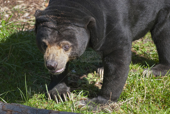 太阳熊黑色爪子绿色杂食性野生动物毛皮哺乳动物图片
