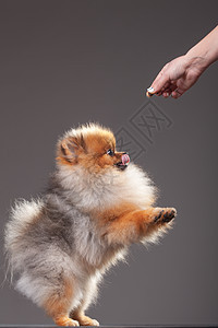 波美拉尼亚宠物血统哺乳动物婴儿小狗舌头食物头发动物幼兽图片