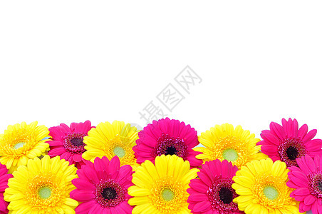 后代人紫色花瓣季节花朵粉色边界植物黄色花粉季节性图片