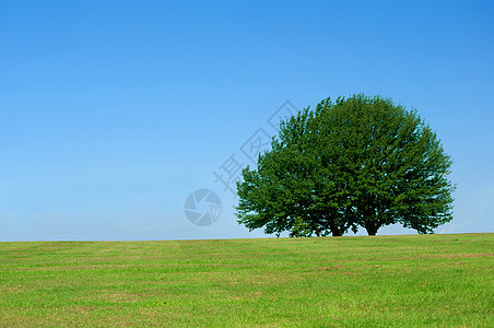 单树晴天阳光绿色蓝色草地天气气候橡木孤独场地图片