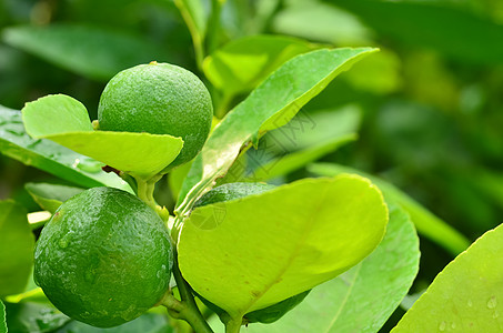 柠檬在树上植物饮料食物热带果汁果香橼叶子小吃收成图片
