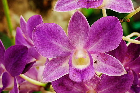 美丽的紫紫兰 万达兰花紫色异国礼物叶子花束花园宏观热带花瓣图片
