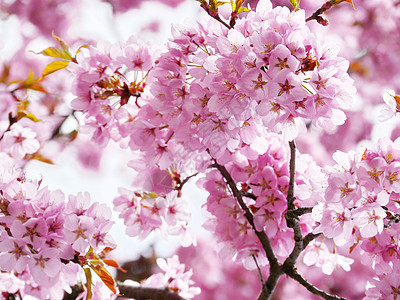 粉红樱花盛开投标花园园艺植物果园水果宏观植物学柔软度季节图片