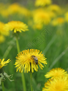 蜜蜂在花朵上场地自由草地花蜜昆虫蜂蜜天堂叶子天空营养图片