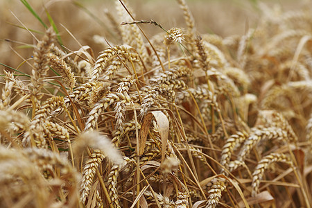 田地上小麦特写农业稻草谷物晴天国家粮食耳朵蓝色大麦天空图片