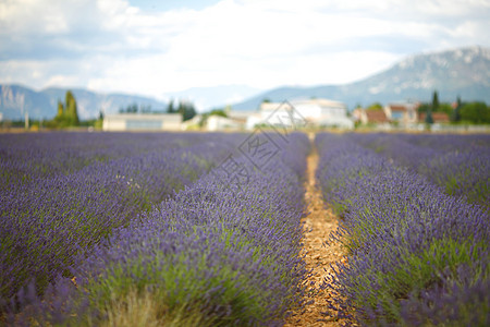 淡紫地线条天空植物芳香花朵收成疗法场地农场蓝色图片