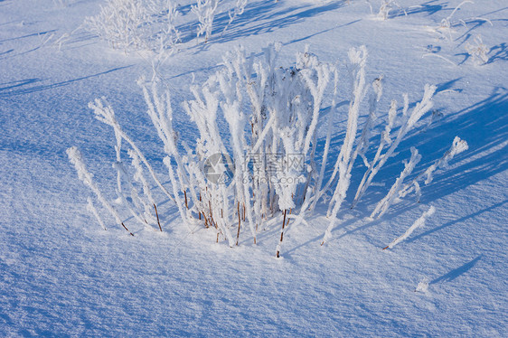 下雪时 青草被冰冻的霜覆盖脚印小路强光灌木场地天空新年树枝国家雪花图片