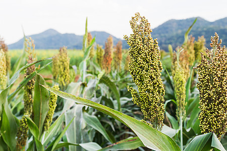 高粱谷物收获食物耳朵蓝色日落农业树叶面包农场图片