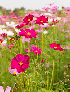 粉红宇宙花朵季节森林植物群植物花园花瓣紫色场地雏菊公园图片