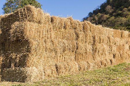 田里有干草丛收成橙子农田干草草垛谷物植物风景小麦收获图片