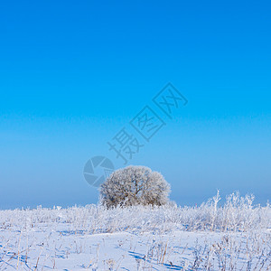 在蓝天空的田野中的冬树场景孤独冻结场地暴风雪天空季节天气蓝色土地图片