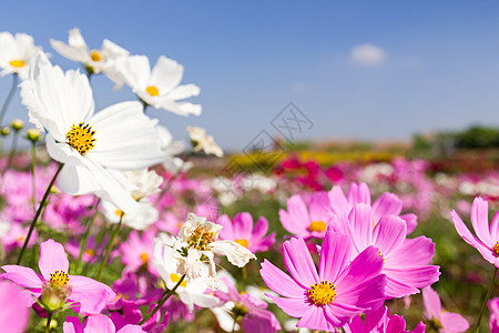 白花和粉红花天空宇宙花园场地植物群公园草地叶子农村森林图片