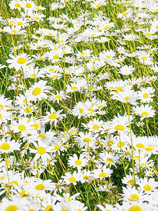 牛眼稻田场地叶子甘菊花瓣雏菊植物生长花束植物群洋甘菊图片