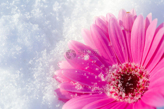 雪中粉红色的热贝拉菊花图片