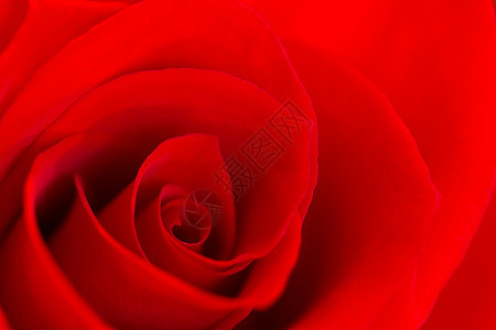红玫瑰的缝合感情红色浪漫花束图片