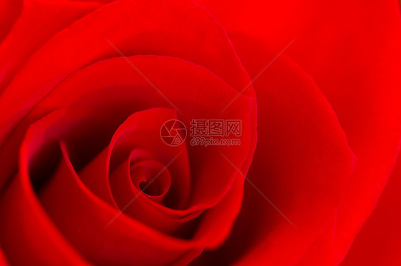 红玫瑰的缝合感情红色浪漫花束图片