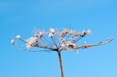 冬天的风景 冻结的花朵天空季节雪堆场景旅行蓝色仙境白色雪花树木图片