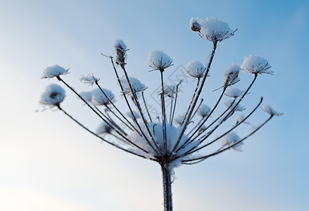 冬天的风景 冻结的花朵场景白色雪堆树木蓝色仙境季节旅行森林天空图片