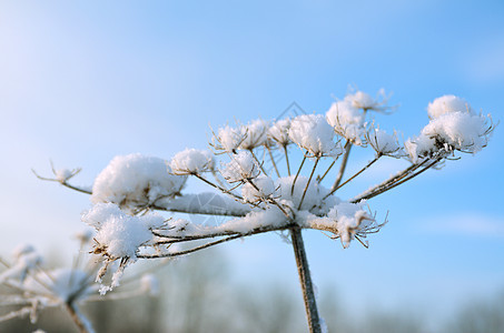 冬天的风景 冻结的花朵季节天空雪花森林场景雪堆树木仙境蓝色白色图片