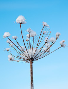 冬天的风景 冻结的花朵场景季节仙境白色树木蓝色雪花雪堆森林天空图片