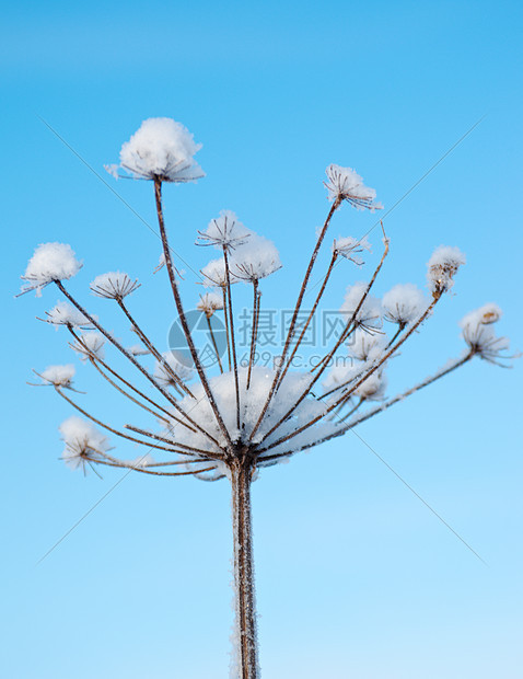 冬天的风景 冻结的花朵场景季节仙境白色树木蓝色雪花雪堆森林天空图片