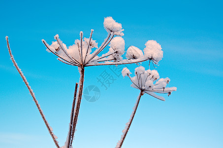 冬天的风景 冻结的花朵季节场景白色天空蓝色森林雪花树木仙境雪堆图片