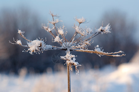 冬天的风景 冻结的花朵仙境场景雪堆树木季节天空旅行雪花白色森林图片