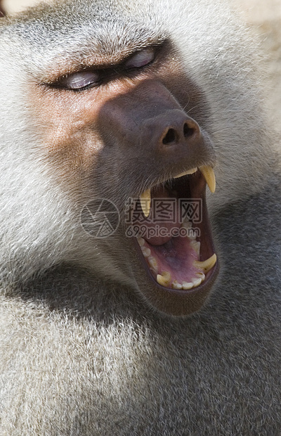 早产野生动物动物园牙齿动物哺乳动物荒野丛林生物灵长类图片
