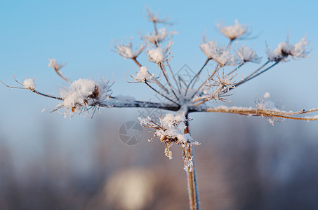 冬天的风景 冻结的花朵雪堆树木天空森林白色场景蓝色雪花仙境季节图片