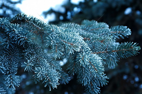 芽树上的冬霜枞树季节松树太阳云杉雪堆场景天气墙纸宏观图片