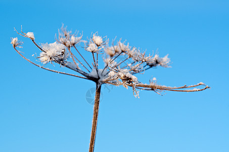 冬天的风景 冻结的花朵雪堆雪花天空森林白色旅行场景蓝色仙境树木图片