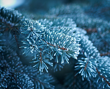 芽树上的冬霜宏观墙纸雪花太阳枞树木头场景云杉松树雪堆图片