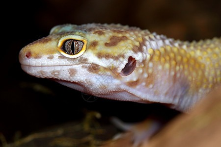 优白马球爬行动物瞳孔绿色宏观生态叶子壁虎黄色生物蜥蜴背景图片
