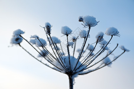冬天的风景 冻结的花朵雪花树木旅行仙境天空季节雪堆白色森林场景图片