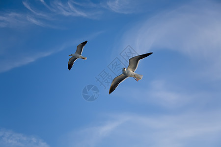 海鸥在蓝天空中飞翔翅膀野生动物白色蓝色自由羽毛团体天空飞行鸟类图片