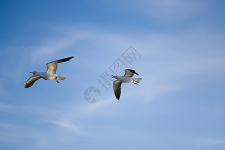 海鸥在蓝天空中飞翔蓝色鸟类太阳羽毛翅膀飞行野生动物自由灰色团体图片