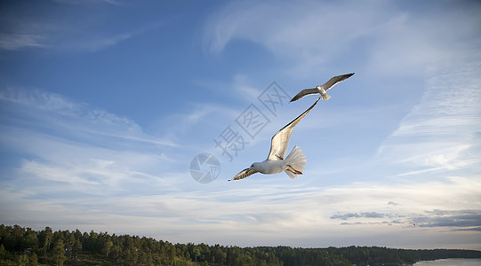海鸥在蓝天空中飞翔灰色翅膀天空自由团体太阳野生动物飞行羽毛蓝色图片