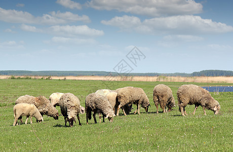 牧场牧羊场上的绵羊图片