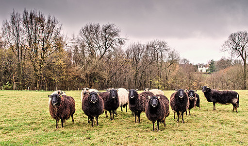 威尔士巴杰脸羊建筑天气托文场地动物母羊乡村棕色版权树木图片