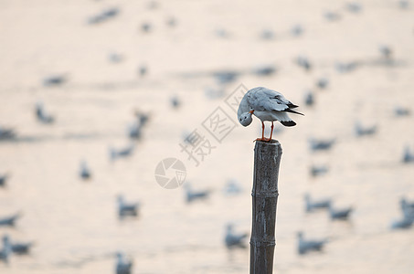 海鸥尾巴码头羽毛鸟类阳光白色海滩灰色图片