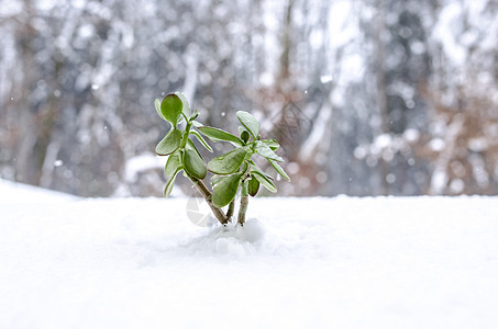 冬天的植物从雪中生长出来力量生态生存季节农业发芽生活环境地面墙纸图片