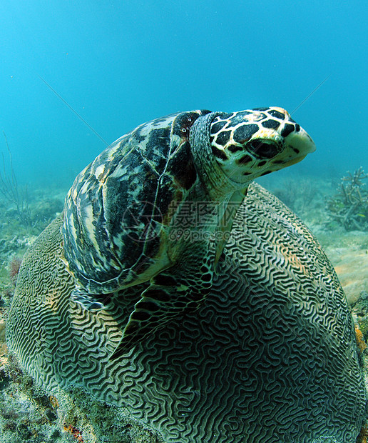 Hawksbill海龟休息在脑珊瑚上图片