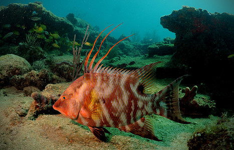 Hogfish 或水下最大层图片