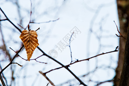 冬叶树枝鲤鱼森林树干叶子棕色白桦落叶硬梁环境图片