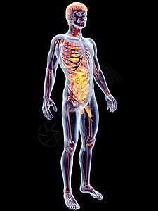 内脏器官有氧运动计算机肾上腺生物学胫骨药品学习组织膀胱插图图片