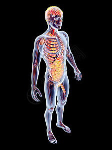 内脏器官插图计算机肠子胆量断层药品生物学消化系统有氧运动食道图片